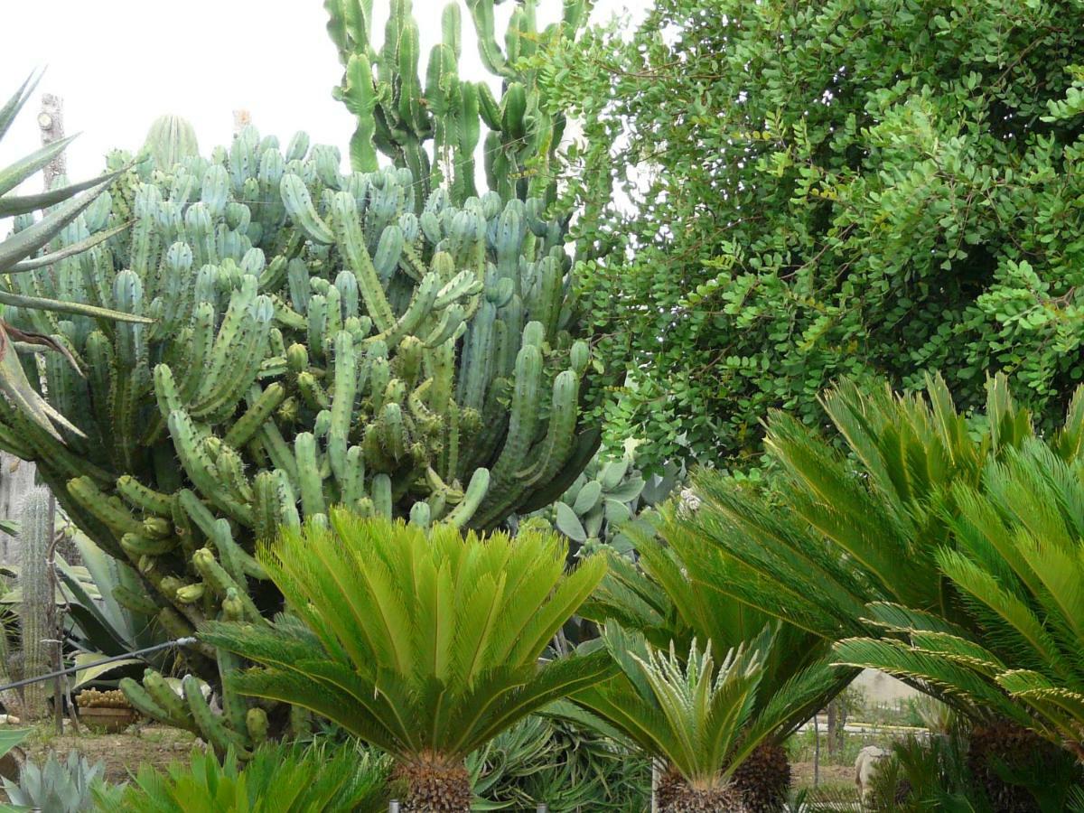 Villa Yucca Авола Екстер'єр фото
